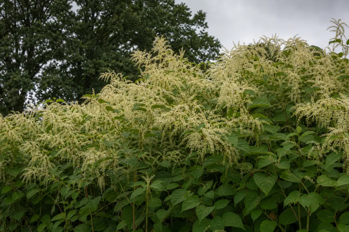 Duizendknoop en het effect op de biodiversiteit