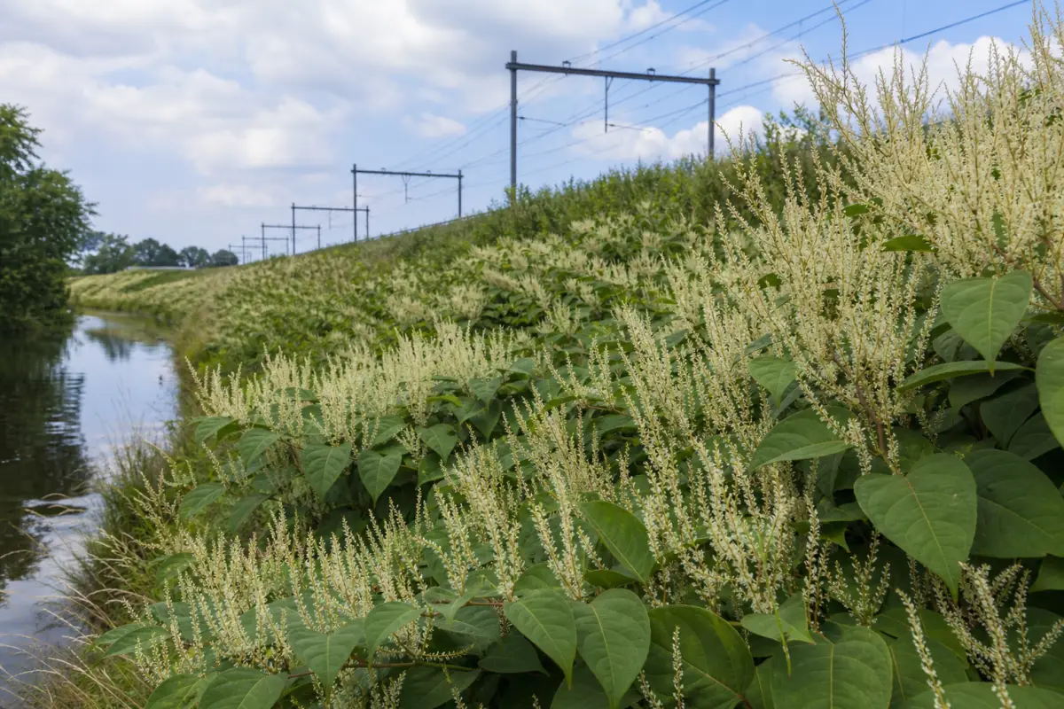 Waarom duizendknoop langs water en spoor groeit