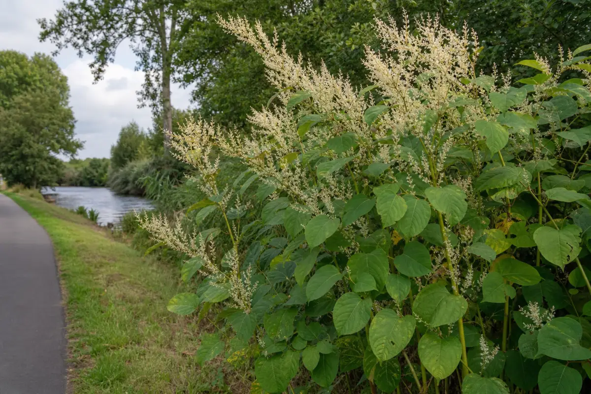 Is er een meldplicht voor duizendknoop in Nederland?