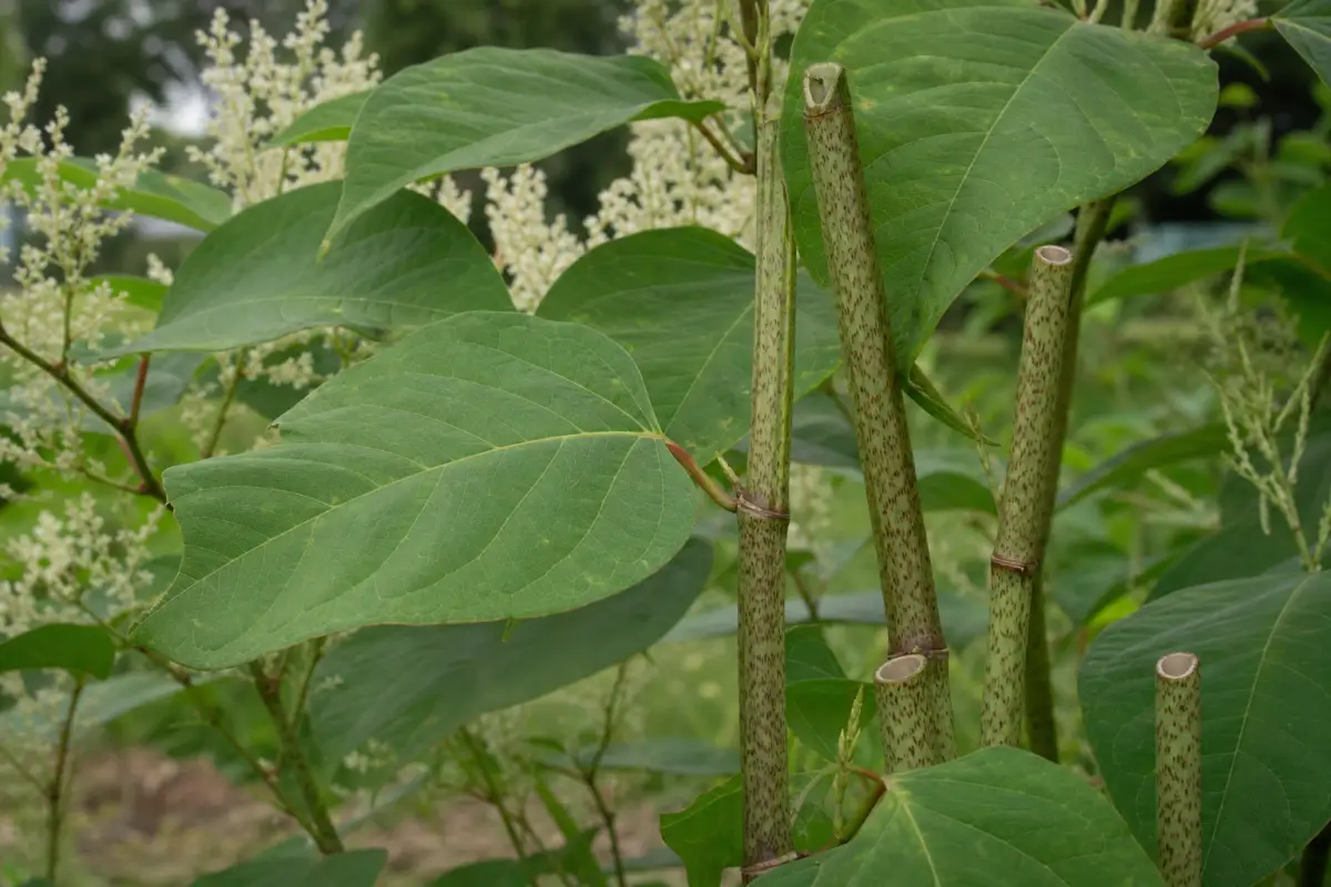 Duizendknoop of bamboe? Zo zie je het verschil