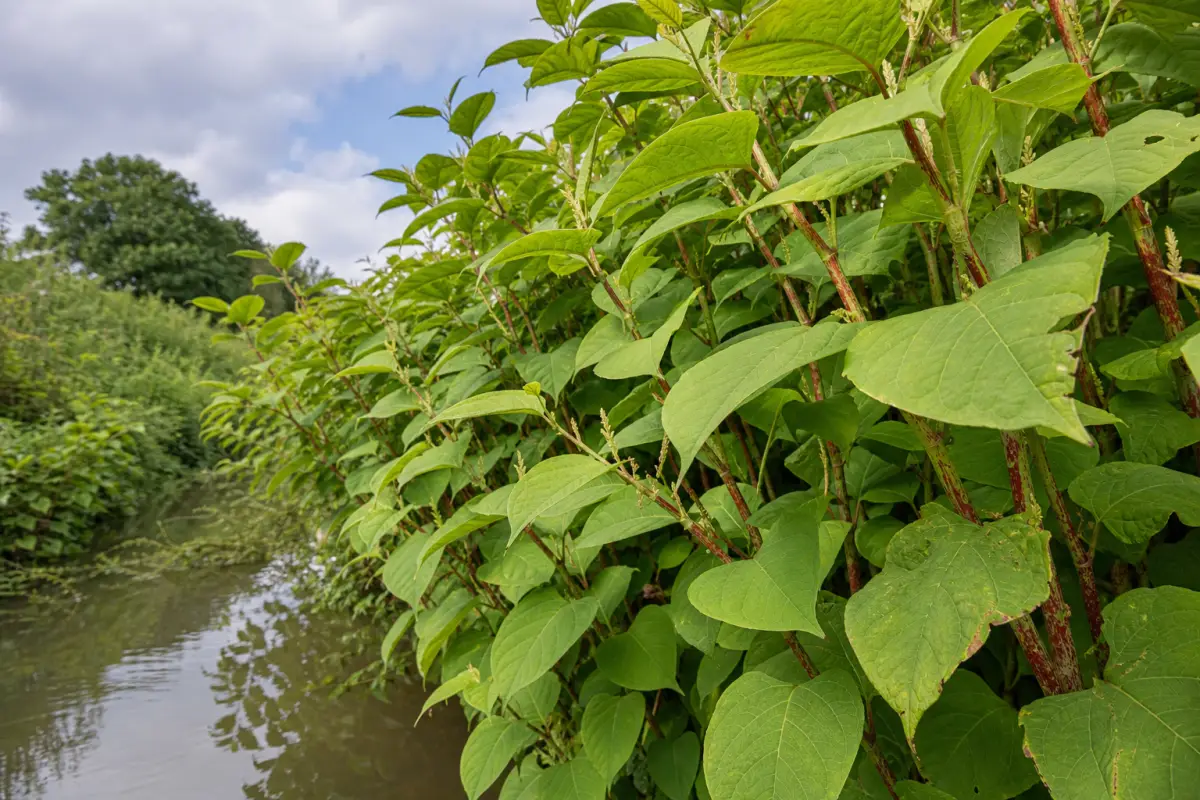 Japanse duizendknoop herkennen in de zomer: dit is het hoogtepunt